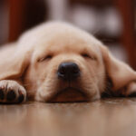 捨てられてた犬拾ったら、ママが飼っちゃだめだって。この犬どうなるの？