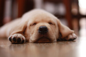 捨てられてた犬拾ったら、ママが飼っちゃだめだって。この犬どうなるの？